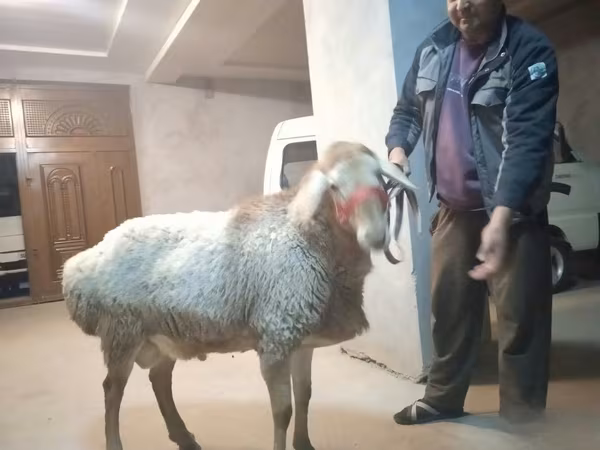 Beran, Edilbay sheep