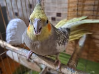 Nimfa (cockatiel) cütü və qəfəs dəsti - Növ: Nimfa (cockatiel) – sarı — عکس 5