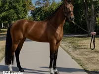 Hoppe, Hanoverian — foto 2