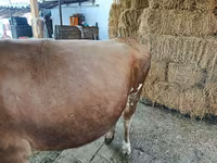 गाय, Swiss cattle — फ़ोटो 1