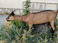 Goat, Alpine goat — photo 2