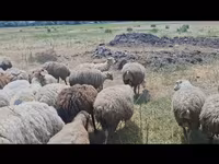 میش, گوسفند — عکس 2