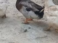 Ducks — foto 6