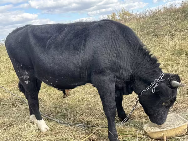 Bulle, Aberdeen-Angus