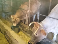 Sapi, Holstein breed — foto 1
