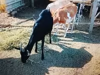 Goat, Nubian Goat — photo 2