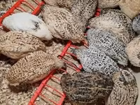 Quails — fotografija 5