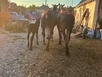 Hingst, Lipizzaner — foto 3