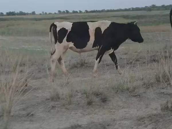 Bulle, Holstein-Rasse