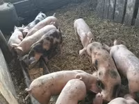 Pigs (batch, sex not specified), Pigs — photo 2