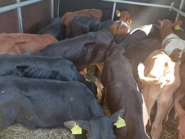 Bulle, Simmental cattle