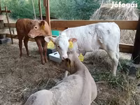 گاو نر, Simmental cattle — عکس 6