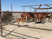Égua, Kazakh horse — foto 1