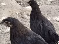 Chickens — foto 1