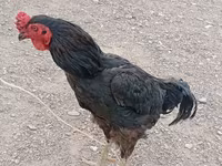 Chickens — foto 2