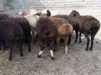 Vædder, Hissar sheep — foto 3