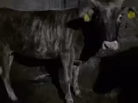 Sapi, Cattle — foto 1
