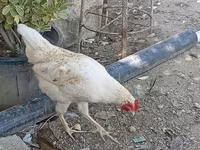 Chickens — รูปภาพ 4