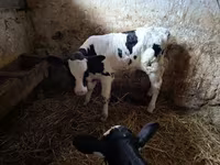 Бұқа, Russian Black pied cattle — 3-сурет