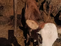 गाय, मवेशी — फ़ोटो 1