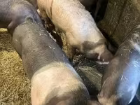 Schweine (Partie, Geschlecht nicht angegeben), Schweine — Foto 1