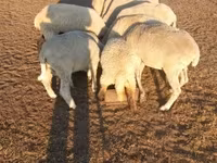 Lembu jantan, Cattle — foto 2