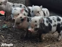 Babi hutan, Мини-пиг — foto 6