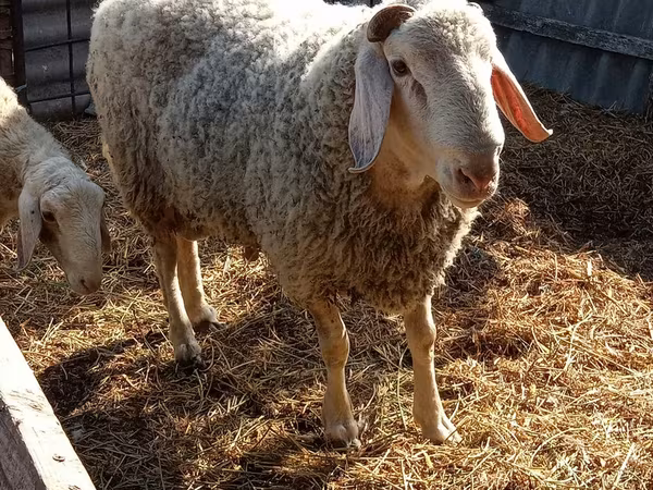 Ram, Assaf sheep