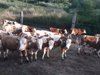 Býk, Simmental cattle — foto 3