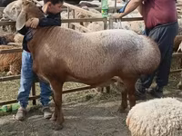 قوچ, Arashan sheep — عکس 4