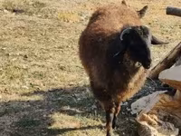 Vædder, Tsigai sheep — foto 6