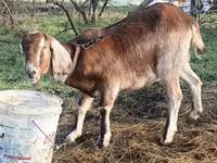 Capra, Saanen goat — foto 8