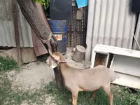 Beran, Edilbay sheep — foto 2