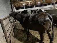 Ko, Brahman — foto 8