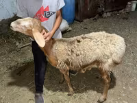 แกะตัวผู้, Arashan sheep — รูปภาพ 5