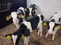 Býk, Russian Black pied cattle — foto 4