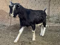 숫염소, Alpine goat — 사진 3
