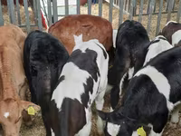 Dibi, Cattle — sawirka 4