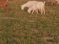แพะตัวผู้, Alpine goat — รูปภาพ 4