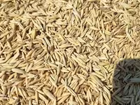 Ավյոզ, վարսակ, վարսակի սերմ — fotografija 1