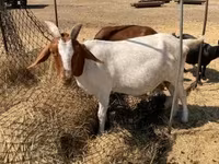 암염소, Boer goat — 사진 1
