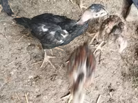Chickens — الصورة 6