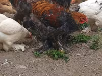 Brahma — foto 3