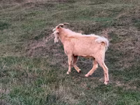 بز نر, Nubian Goat — عکس 3