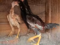 Chickens — รูปภาพ 2