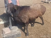 숫양, Edilbay sheep — 사진 2
