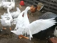 Geese — รูปภาพ 6