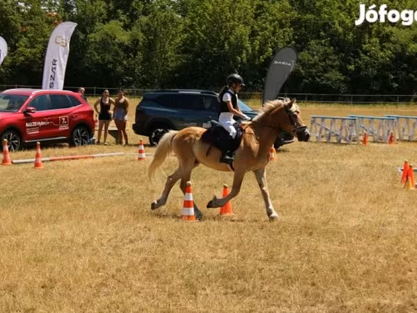 Kůň, Haflinger