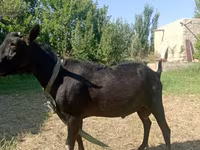 Koza, Kozy — foto 2