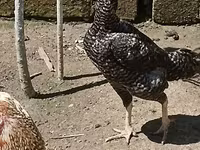 Czech Gold Brindled Hen — sawirka 4